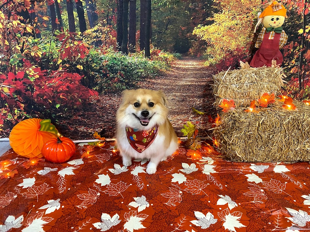Canine Corner Grooming | 874 Krosno Blvd, Pickering, ON L1W 1H3, Canada | Phone: (416) 303-7734
