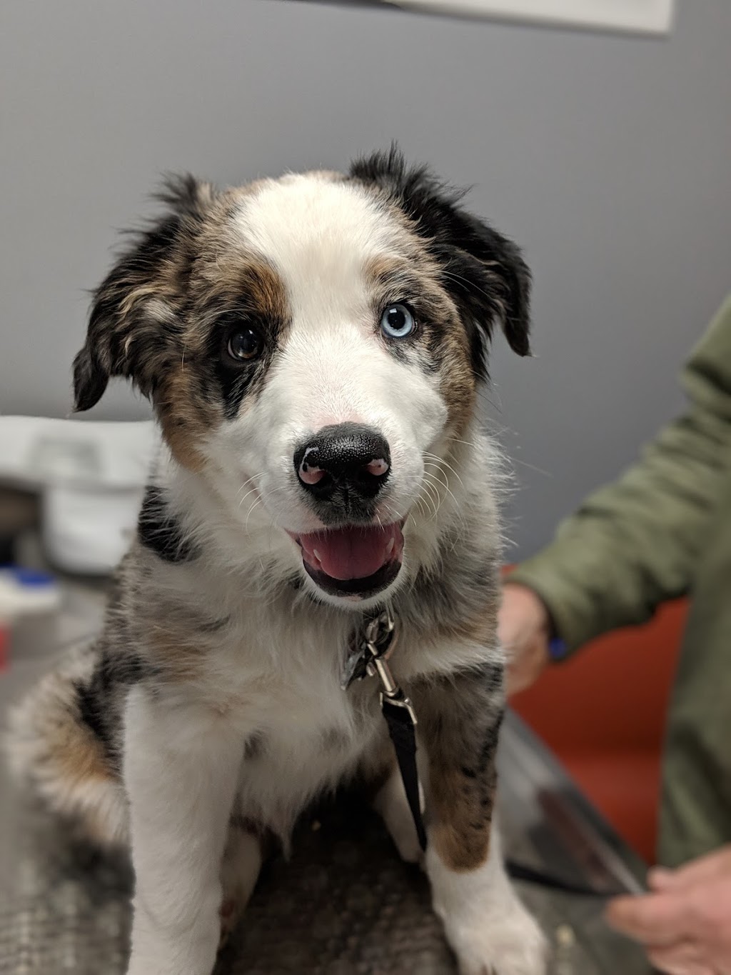 Coquitlam Animal Hospital | 1001 Austin Ave #105, Coquitlam, BC V3K 3N9, Canada | Phone: (604) 931-3565