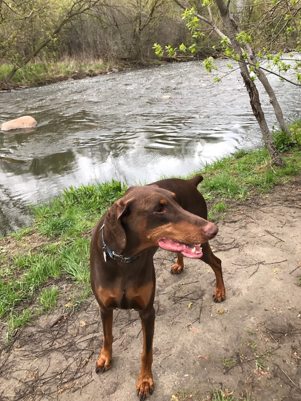 Etobicoke Creek Offleash Dog Park | South of Dundas, Southcreek Rd, Mississauga, ON L4X 1L9, Canada