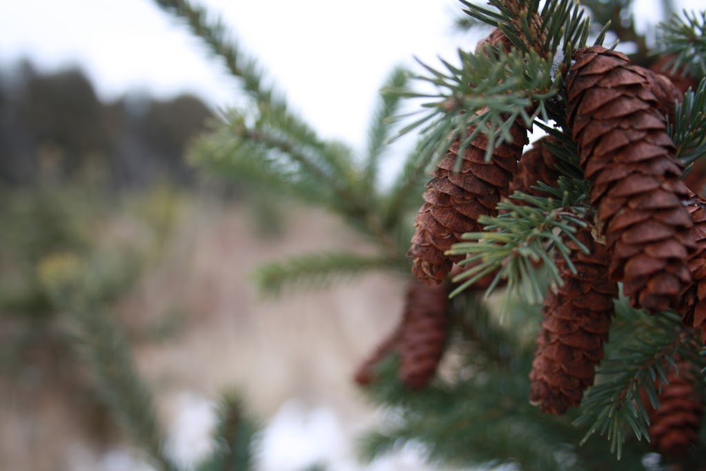 Jingle Bills Christmas Tree Farm | 7373 Concession 1, Puslinch, ON N0B 2J0, Canada | Phone: (519) 546-4659
