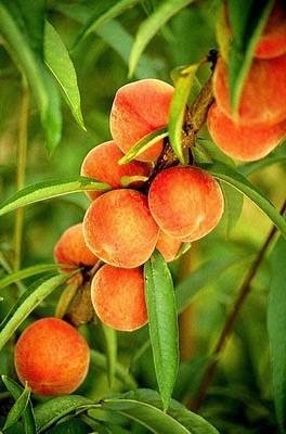 Peachland Bed and Breakfast | 5155 Princeton Ave, Peachland, BC V0H 1X8, Canada | Phone: (604) 202-3771