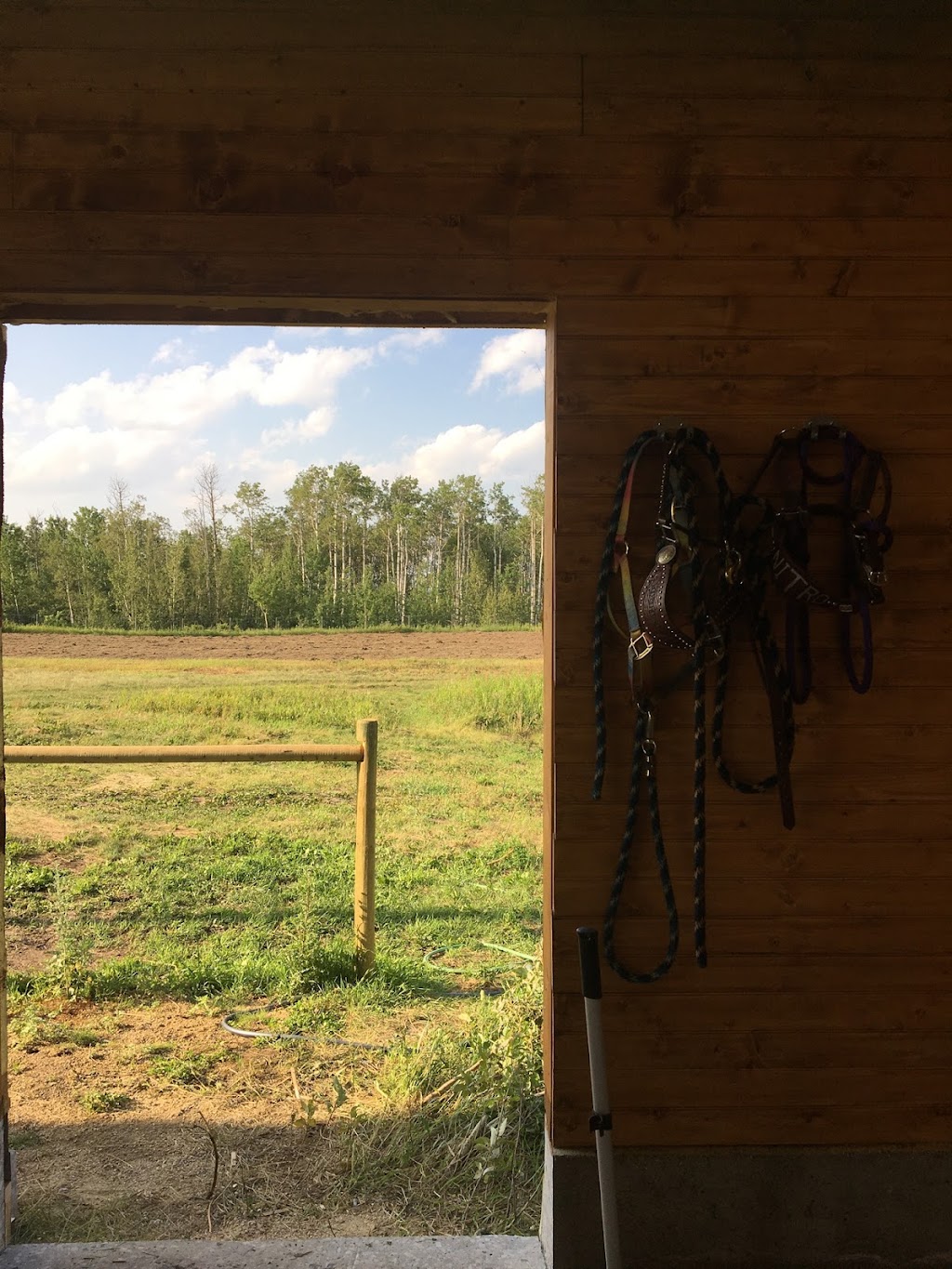 Spark Performance Horses | 28022 Twp Rd 545, Calahoo, AB T8R 2C1, Canada | Phone: (780) 994-2996
