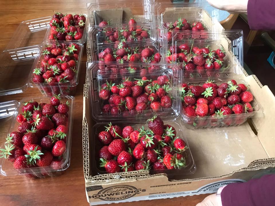 Japonica Environment Farm Ltd | 17990 83 Ave, Surrey, BC V5N 6A8, Canada | Phone: (604) 250-0008