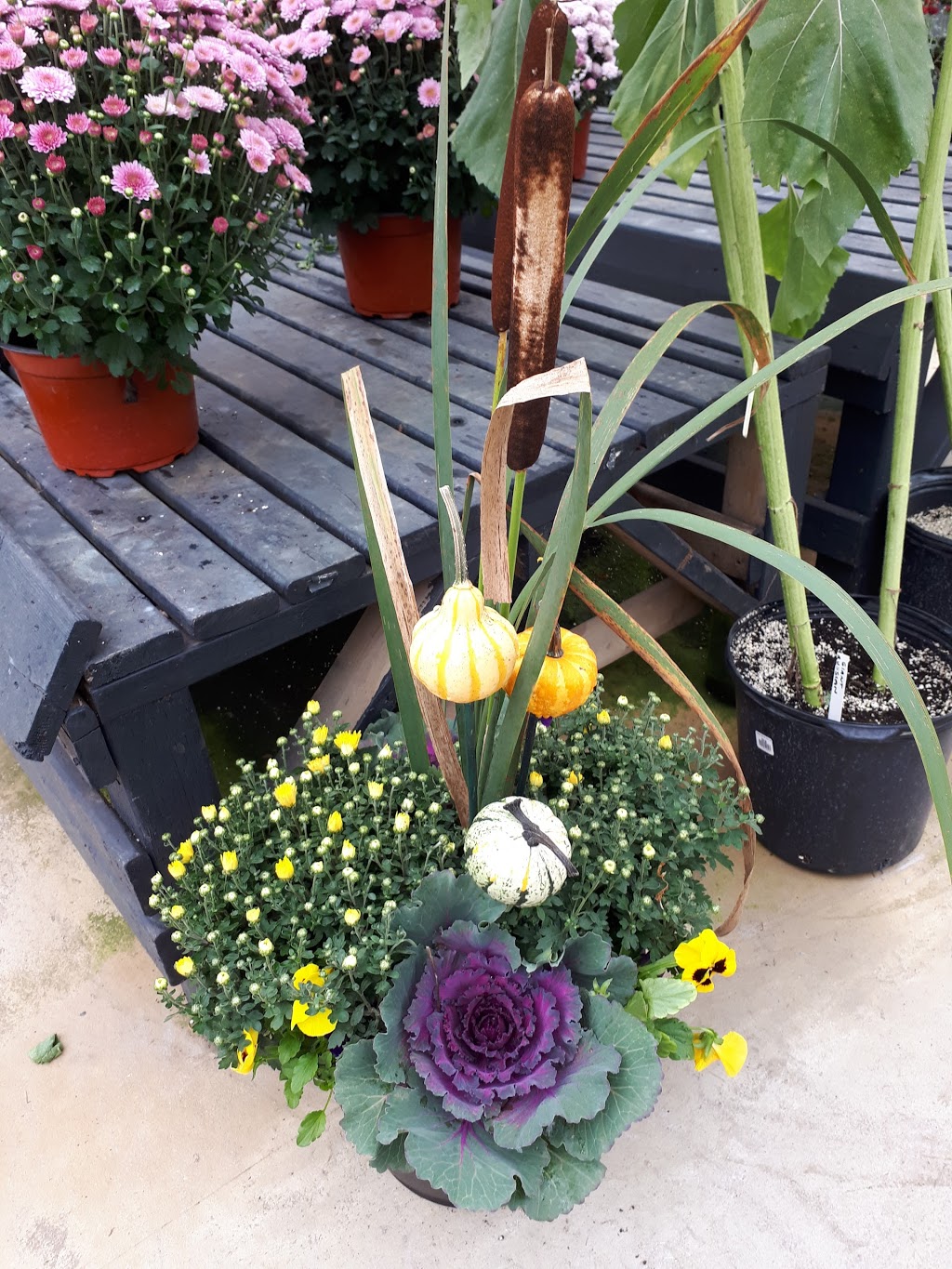 Bloom Greenhouse & Garden Centre | 1421 Hammonds Plains Rd, Hammonds Plains, NS B4B 1P6, Canada | Phone: (902) 832-9268