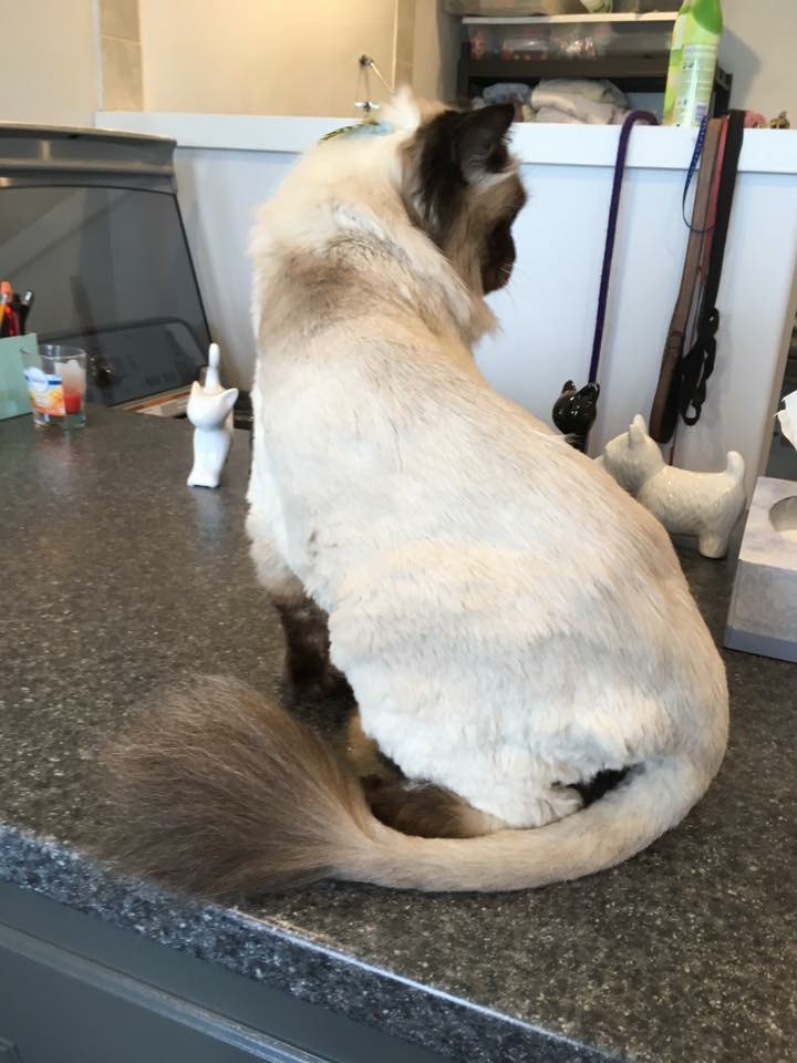 Abbotsford Dog & Cat Grooming | 34365 Old Yale Rd #34365, Abbotsford, BC V2S 2K6, Canada | Phone: (604) 859-3647