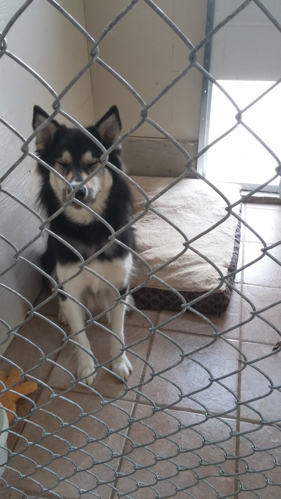 Brokenhead River Kennel | Mile Road 82, RM of Brokenhead, Ladywood, MB R0E 0C0, Canada | Phone: (204) 205-0653