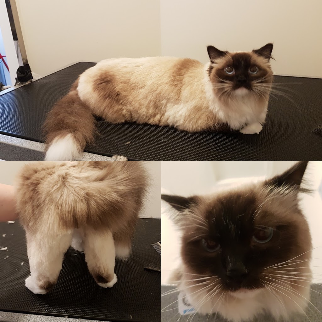 Christines Grooming Studio | 2363 Taunton Rd, Hampton, ON L0B 1J0, Canada | Phone: (905) 244-3392