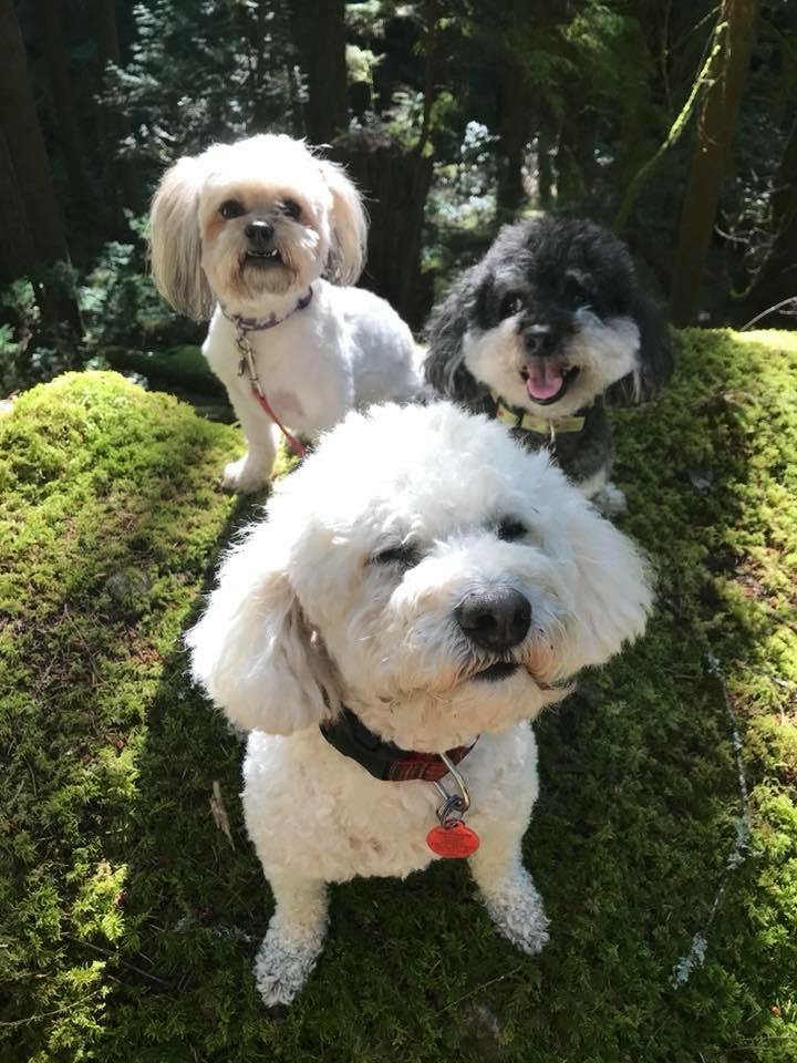 Furry Friends & Co | 1677 Davenport Pl, North Vancouver, BC V7J 1N4, Canada | Phone: (604) 990-5112