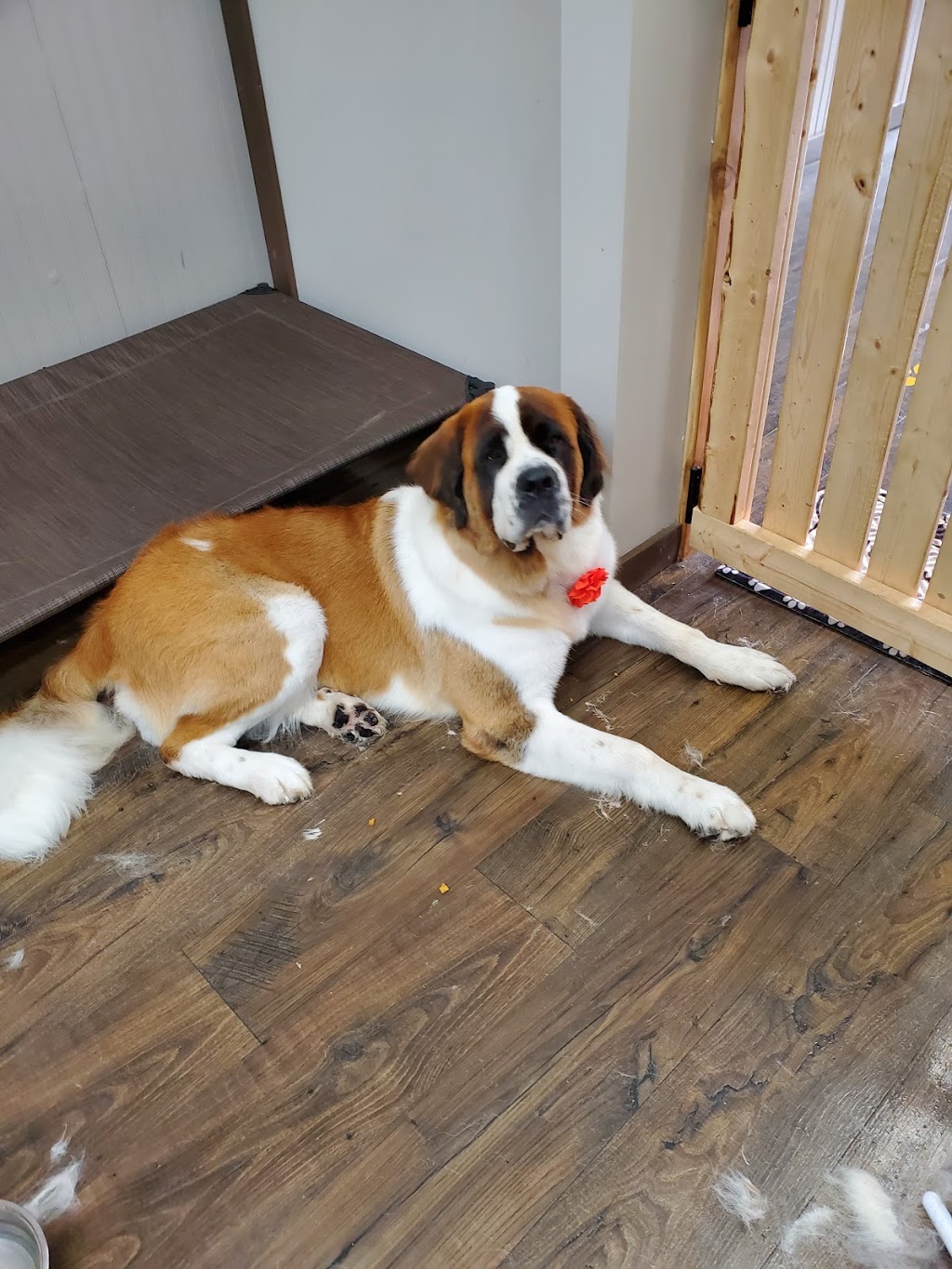 Fluff & Stuff Dog Grooming | 81 Talbot St E, Aylmer, ON N5H 1H3, Canada | Phone: (519) 639-6575