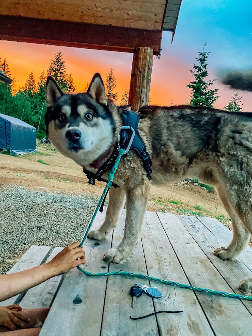 Forbidden Plateau Mountain Resort and Campground | 8010 Forbidden Plateau Rd, Courtenay, BC V9J 1L2, Canada | Phone: (250) 897-2522
