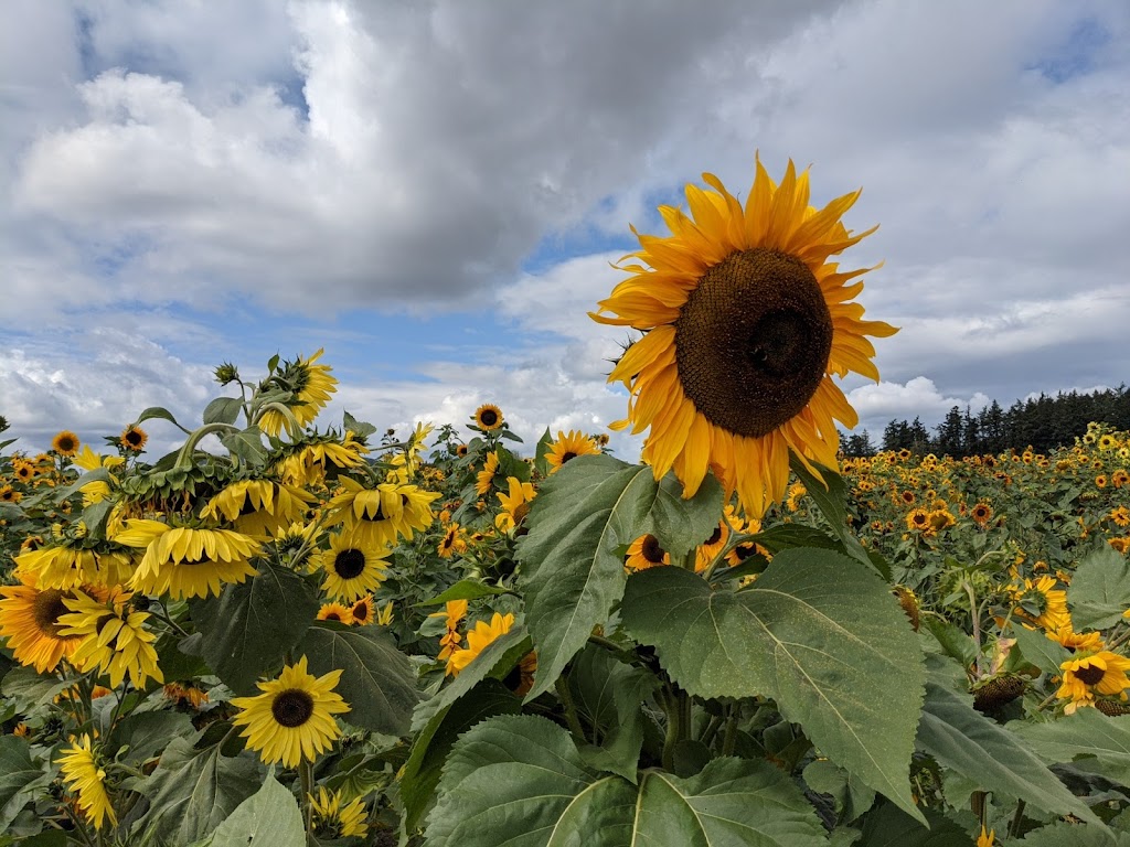 Saanichton Corn Maze | 7979 Central Saanich Rd, Saanichton, BC V8M 1T7, Canada | Phone: (778) 628-0788