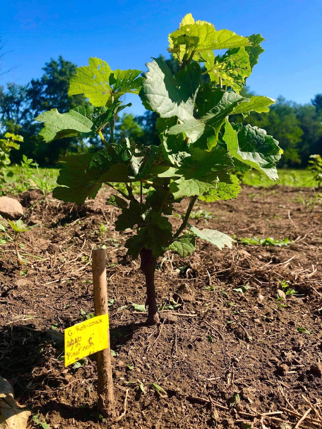 Vignoble et Domaine des Arômes | 128 Chem. Pleasant Valley N, Saint-Bernard-de-Lacolle, QC J0J 1V0, Canada | Phone: (450) 874-1608