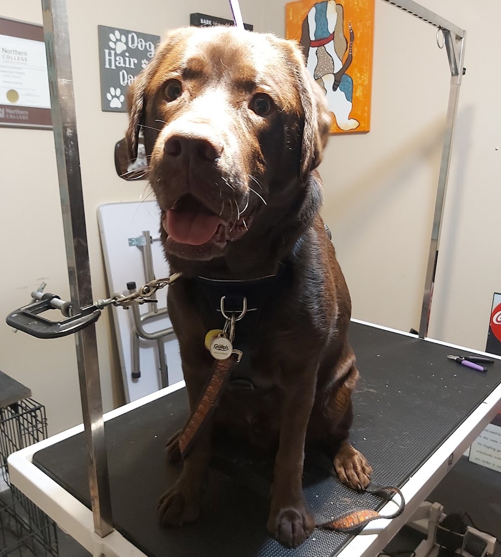 Dos 4 Doggies | 43 Elginfield Dr, Guelph, ON N1E 4E5, Canada | Phone: (519) 820-3164