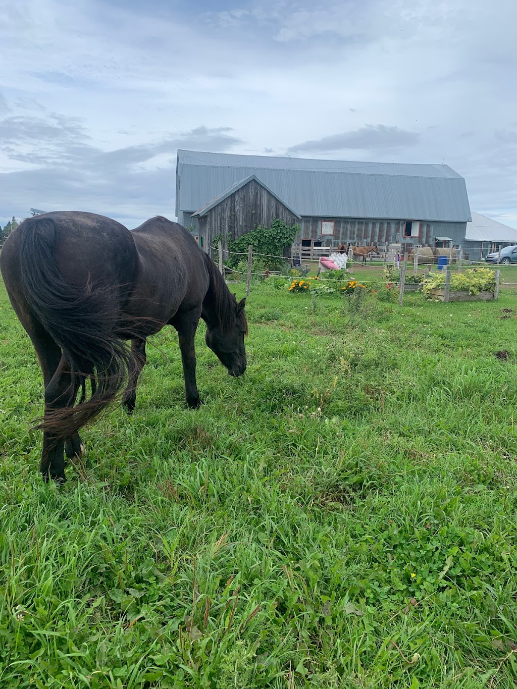 LaVoie du cheval | 90 2 Rang E, Trois-Pistoles, QC G0L 4K0, Canada | Phone: (450) 302-9729