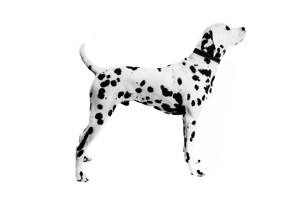 LeeDal Dalmatians | 10 Rustic Crescent, Norglenwold, AB T4S 1S5, Canada | Phone: (403) 872-3231