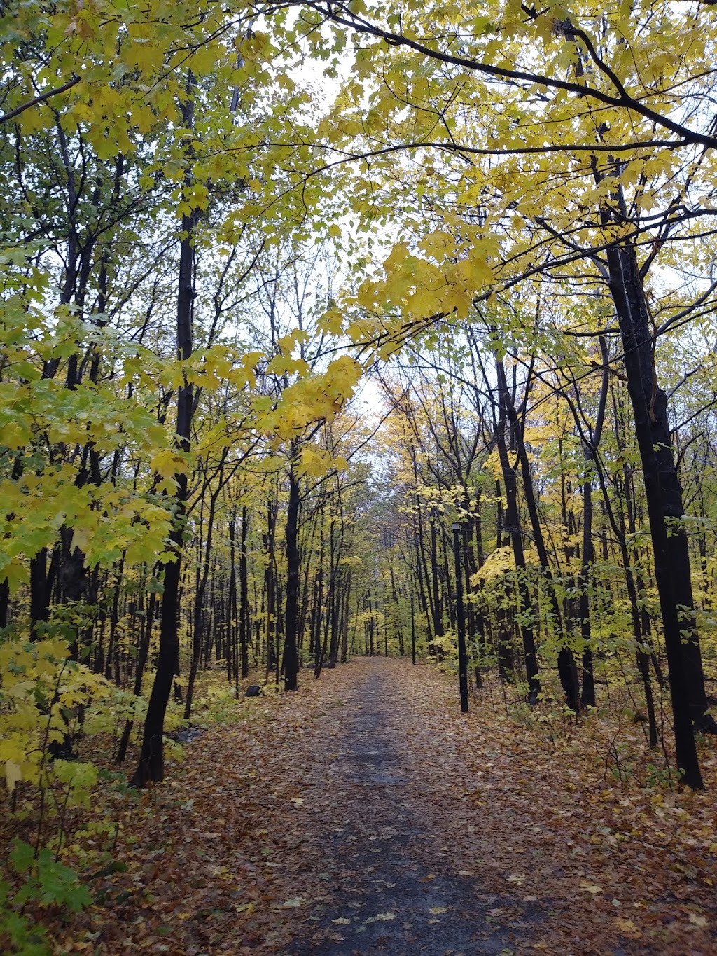 Parc Thomas-Chapais | Mercier-Hochelaga-Maisonneuve, Montreal, QC H1K, Canada | Phone: (514) 872-0311