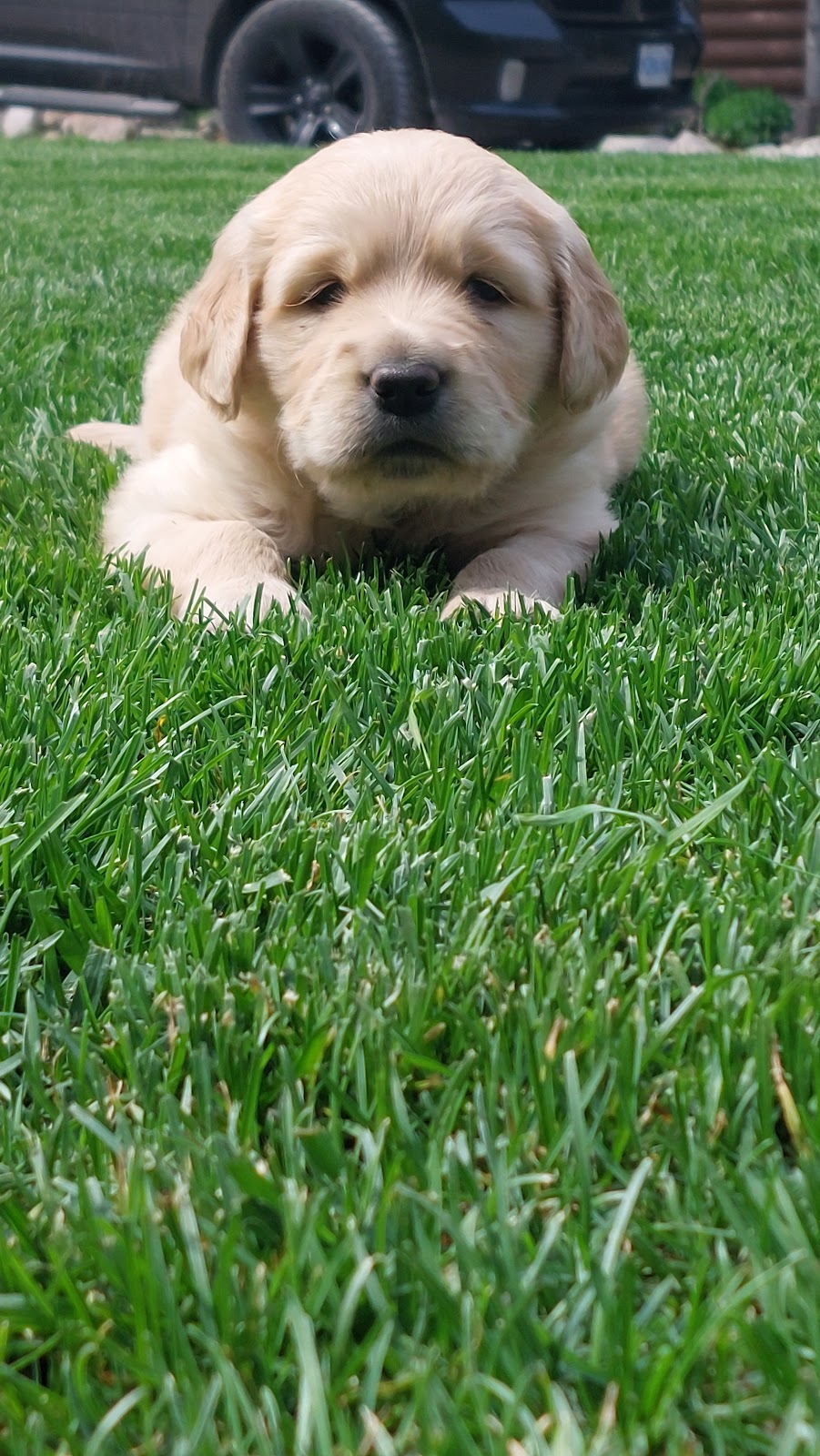 Lakeside Golden Retrievers | 2369 Selwyn Bay Ln, Lakefield, ON K0L 2H0, Canada | Phone: (705) 957-4567