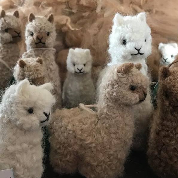Forget-Me-Not Alpacas | 1595 Concession Rd 3, Beaverton, ON L0K 1A0, Canada | Phone: (289) 221-6102