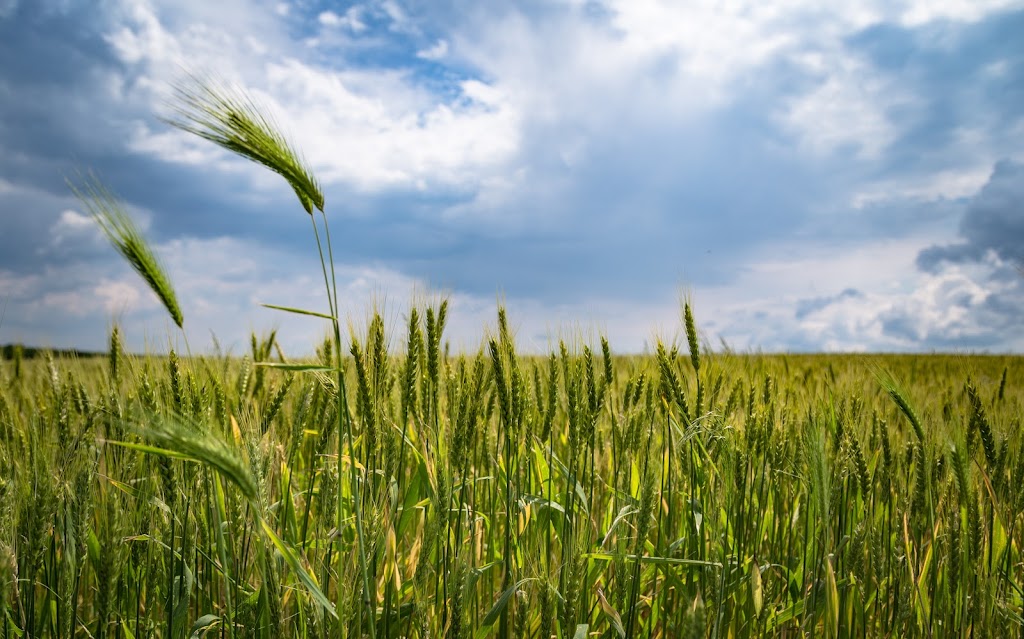 Grain Discovery | 11565 Loyalist Pkwy, Prince Edward, ON K0K 2T0, Canada | Phone: (343) 600-7628