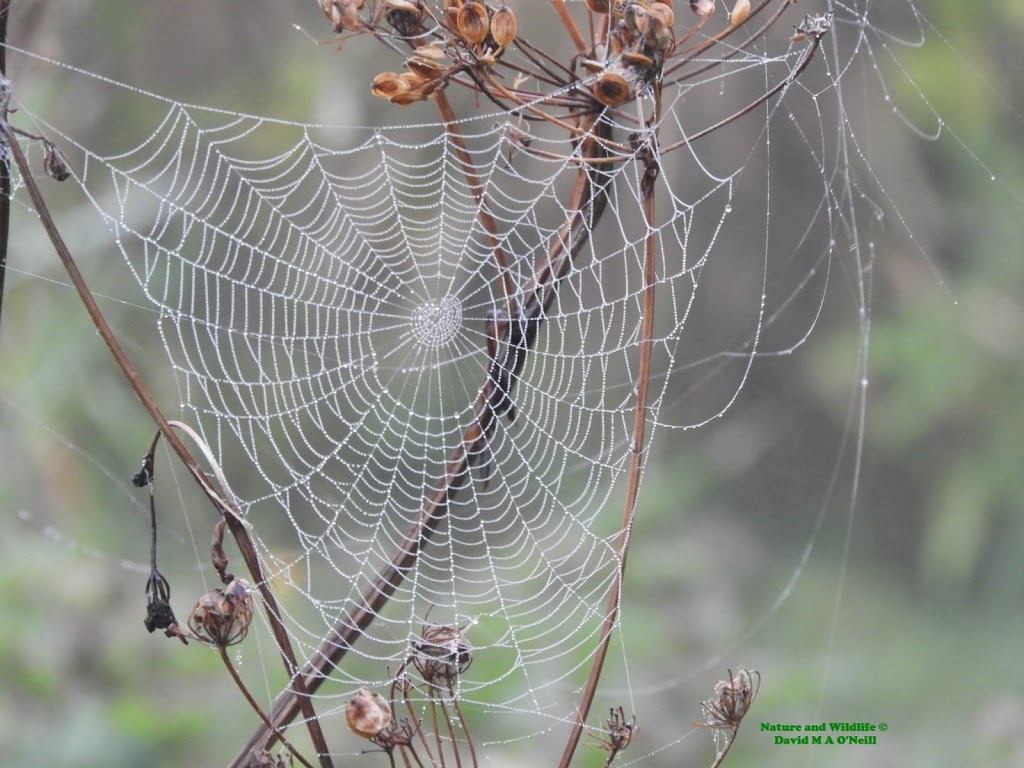 Mississippi Valley Conservation Authority | 10970 Hwy 7, Carleton Place, ON K7C 3P1, Canada | Phone: (613) 253-0006