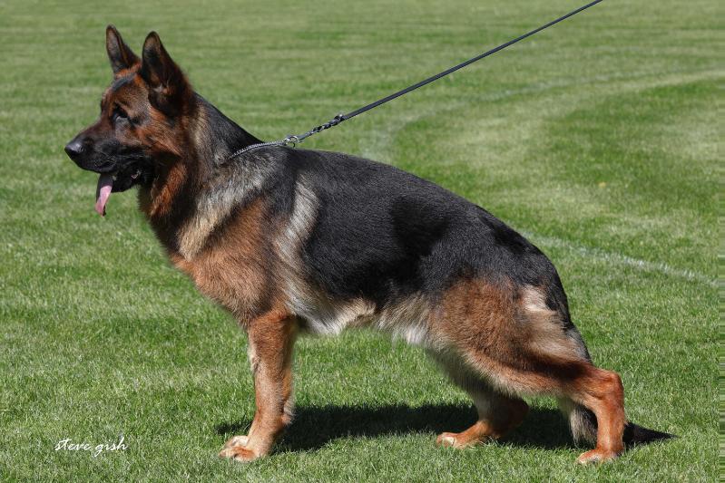 Carissima Kennels | 2829 Concession Rd 5, Loretto, ON L0G 1L0, Canada | Phone: (519) 940-5049
