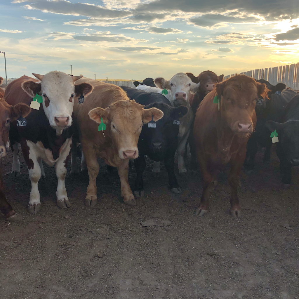 Namaka Farms Inc | Rural, Strathmore, AB T1P 1K3, Canada | Phone: (403) 934-6122
