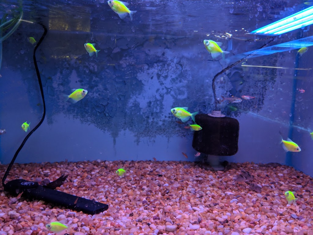 Fish Gallery | 959 Main St, Winnipeg, MB R2W 3P2, Canada | Phone: (204) 944-8303