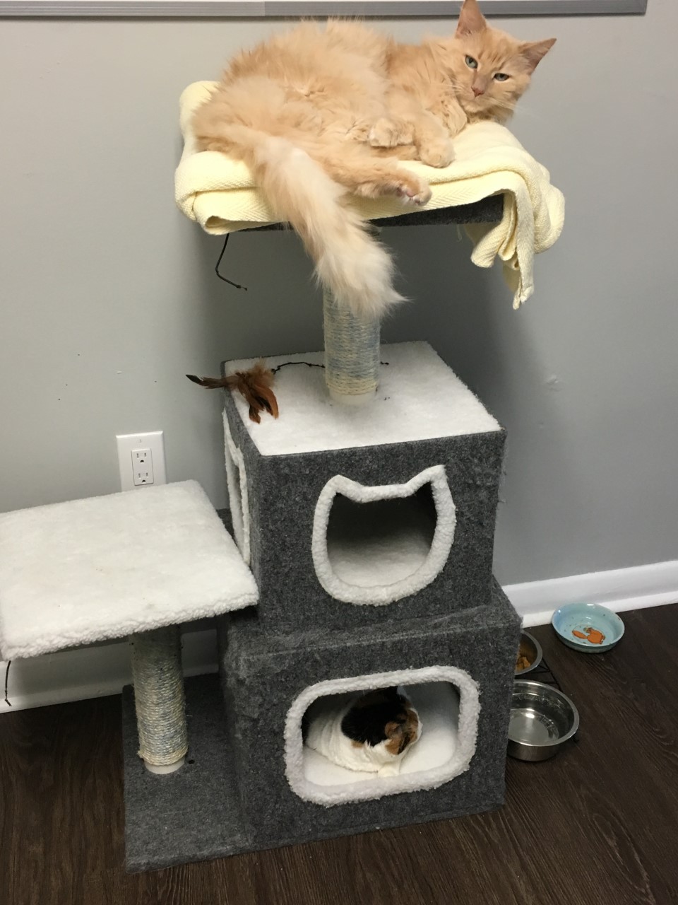 Doncaster Animal Clinic | 99 Henderson Ave, Thornhill, ON L3T 2K9, Canada | Phone: (905) 881-2922