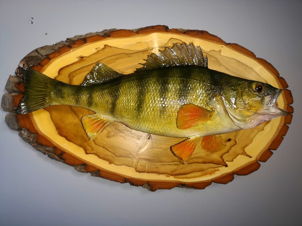 Jrs Fish Taxidermy | 2030 Beaverdale Rd, Cambridge, ON N3H 4R6, Canada | Phone: (519) 729-3474