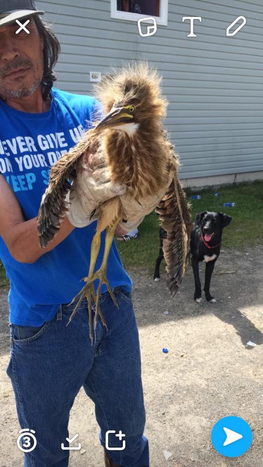 Atlantic Wildlife Institute | 220 Cookville Rd, Cookville, NB E4L 1Z8, Canada | Phone: (506) 364-1902