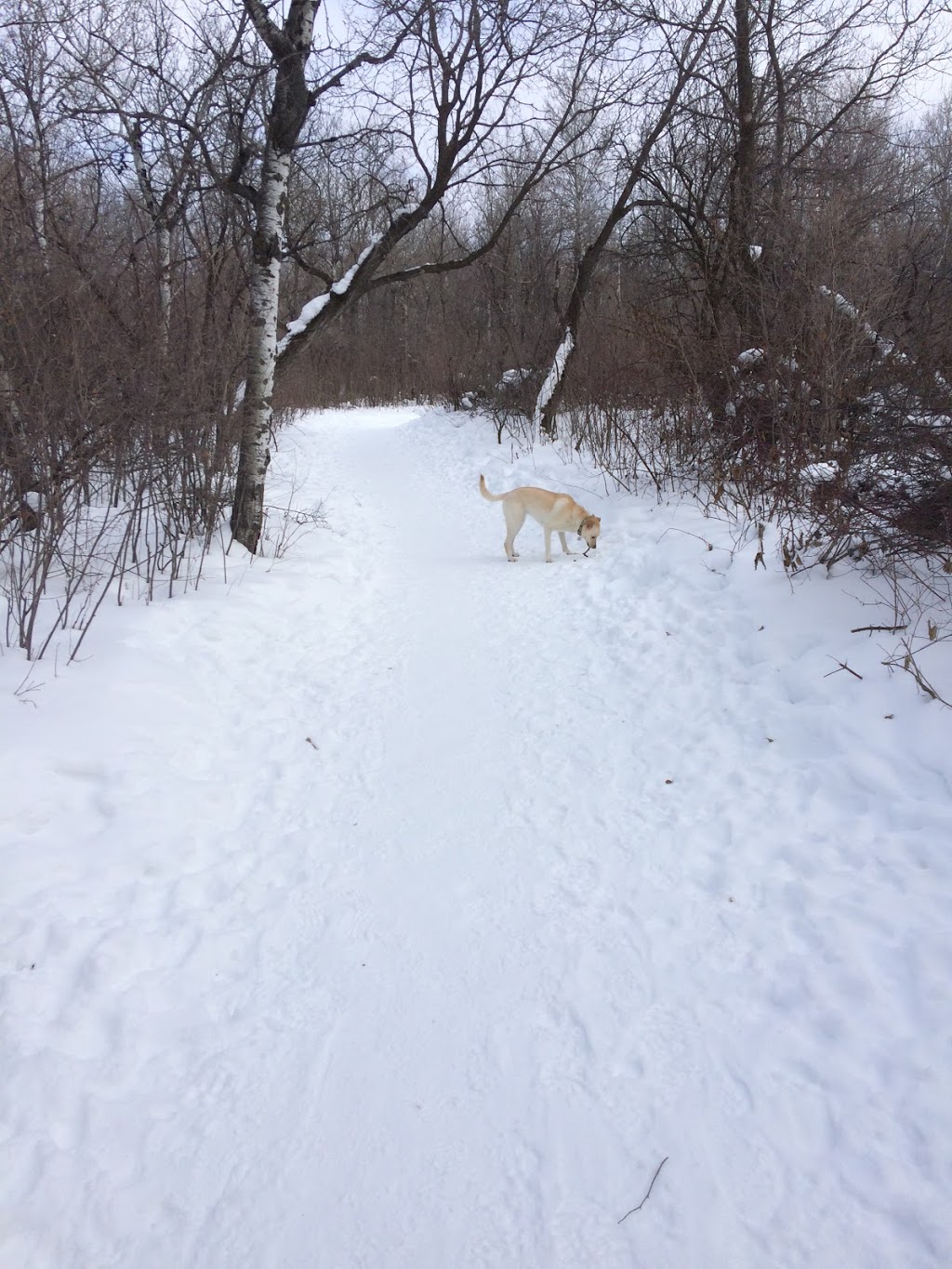 Little Mountain Off-leash | Klimpke Rd, Rosser, MB R0H 1E0, Canada