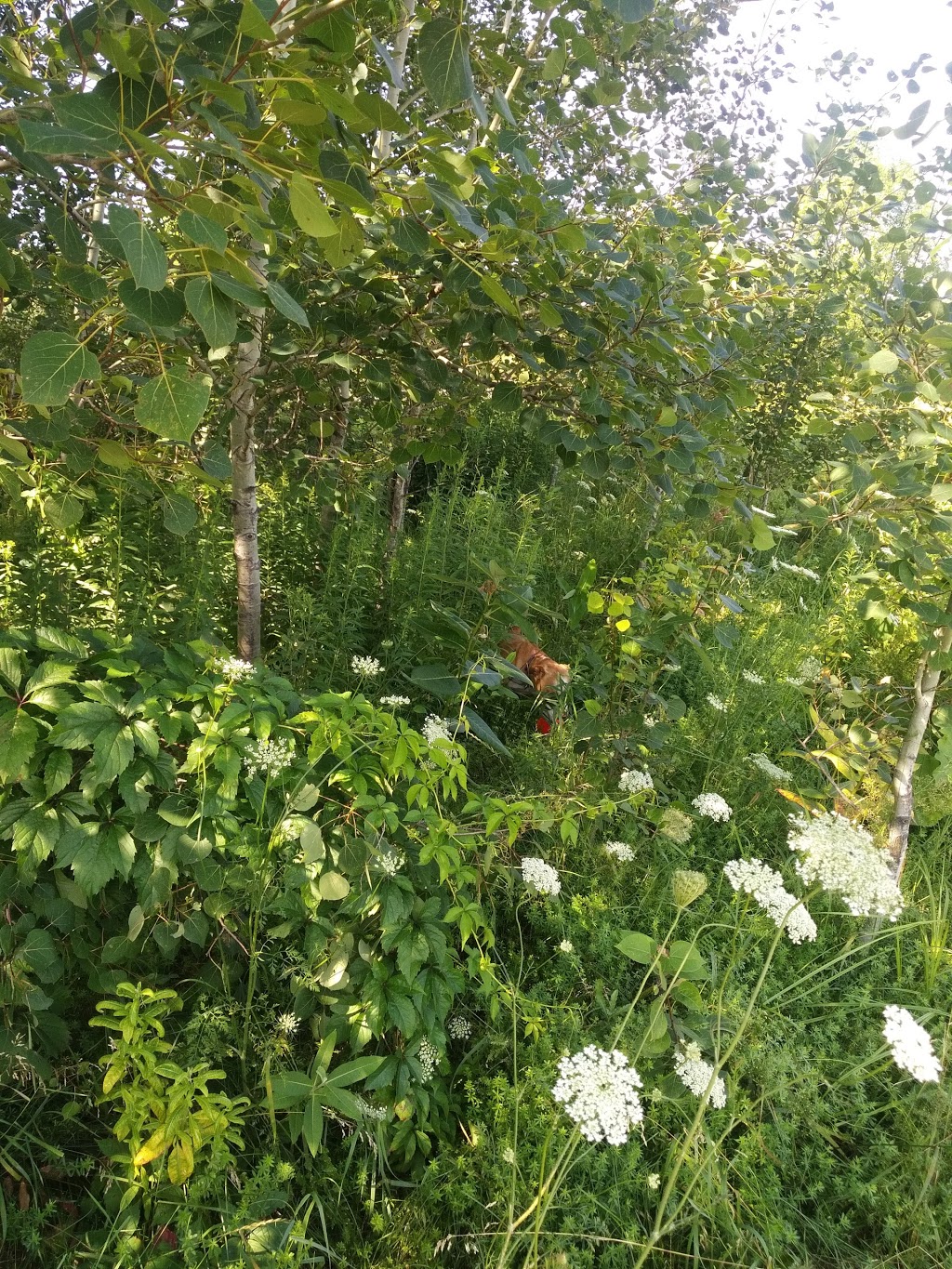 Technologie Dog Park | 200 Boulevard de la Technologie, Gatineau, QC J8Z 3H8, Canada