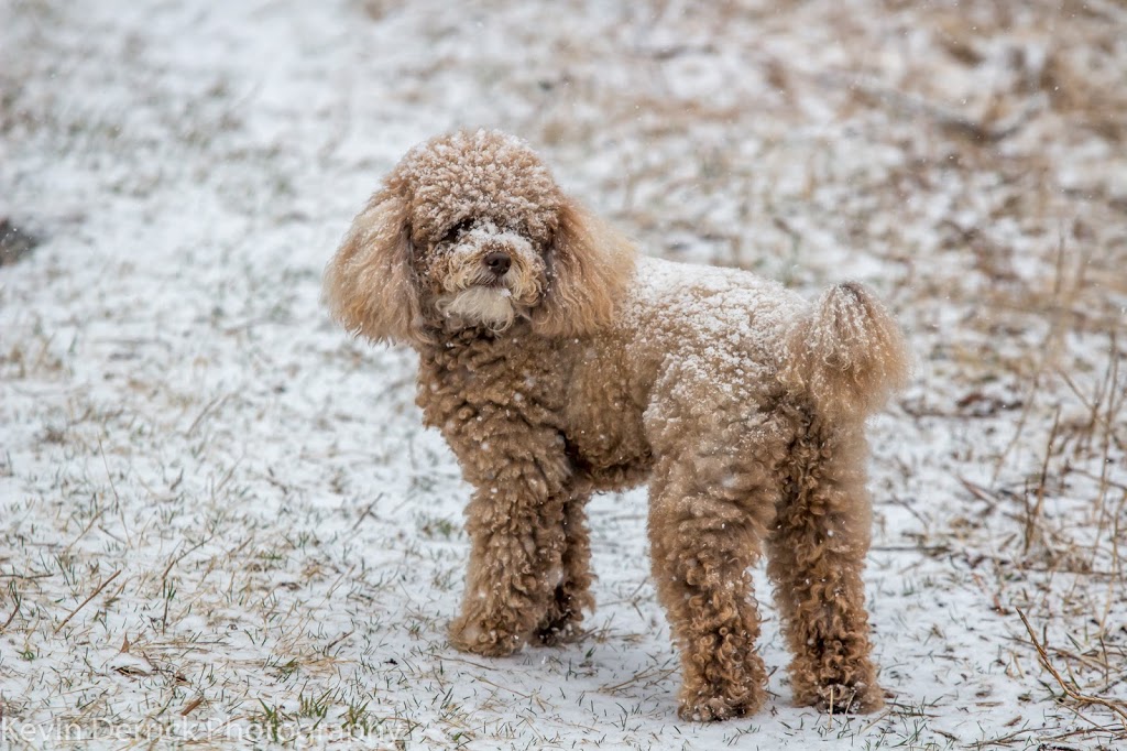 Champlain Animal Hospital | 2673 Lakefield Rd, Peterborough, ON K9J 6X5, Canada | Phone: (705) 742-4243