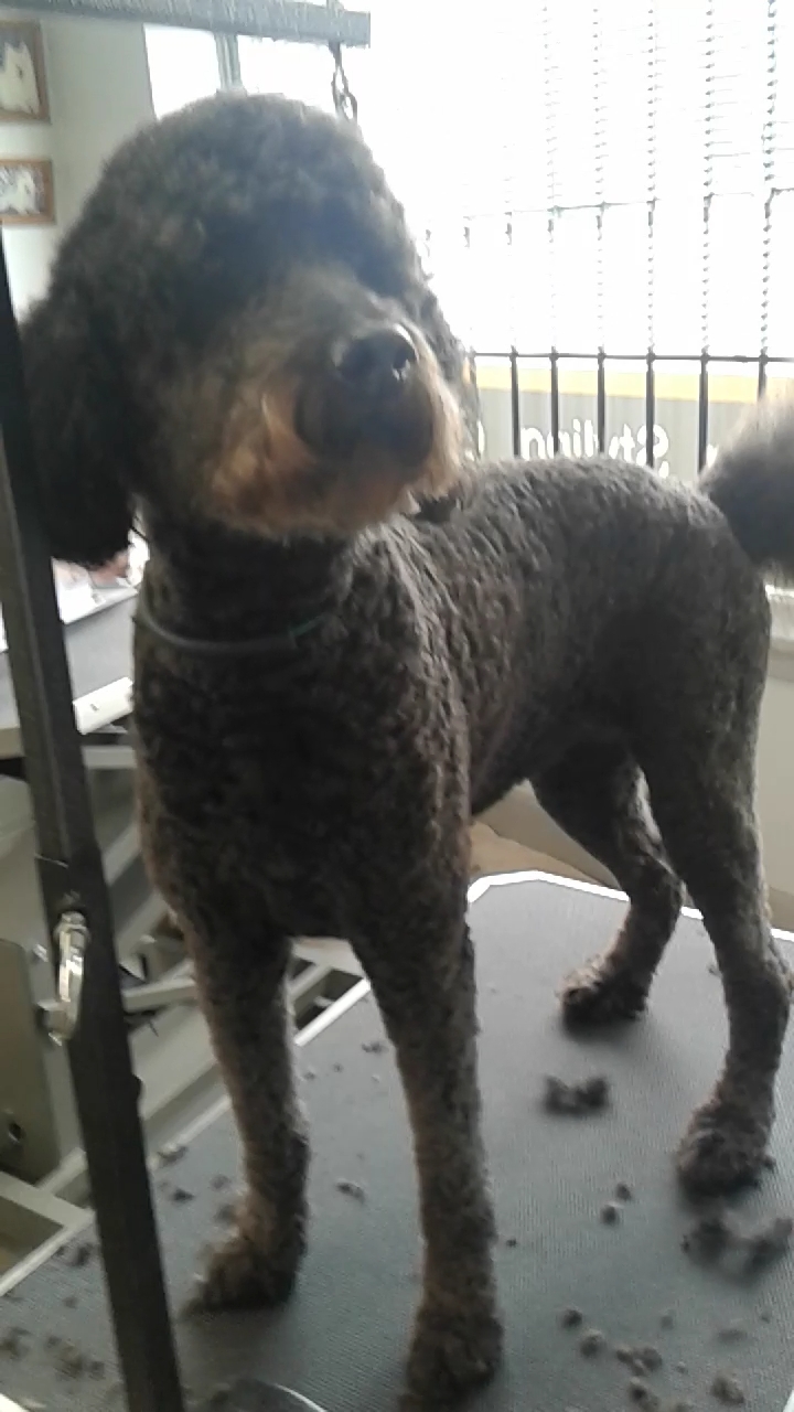 Mini Macs Mobile Grooming | 57 William St, Bluevale, ON N0G 1G0, Canada | Phone: (519) 357-5086