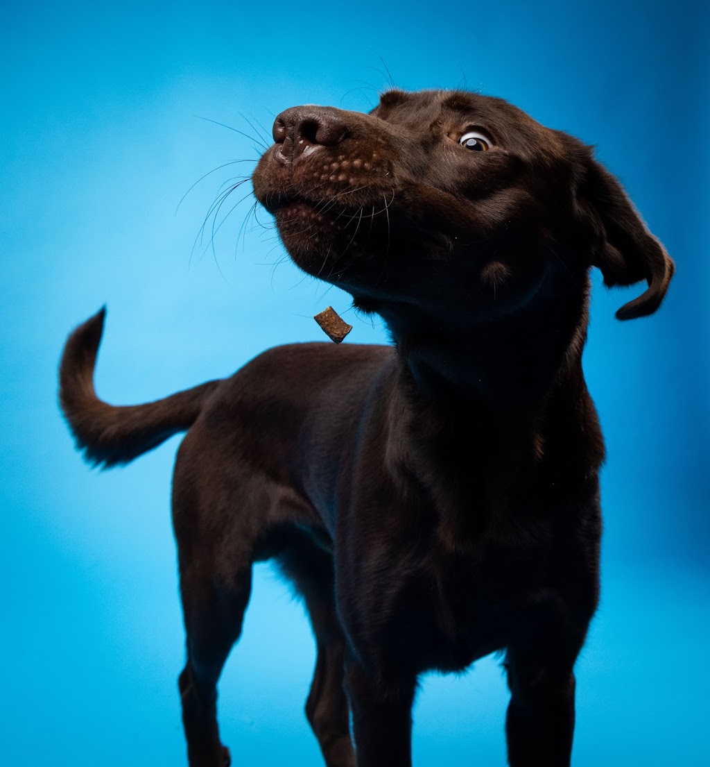 Oh, For the Love of Dog Studio | 3749 Donnelly Dr, Kemptville, ON K0G 1J0, Canada | Phone: (613) 889-0157