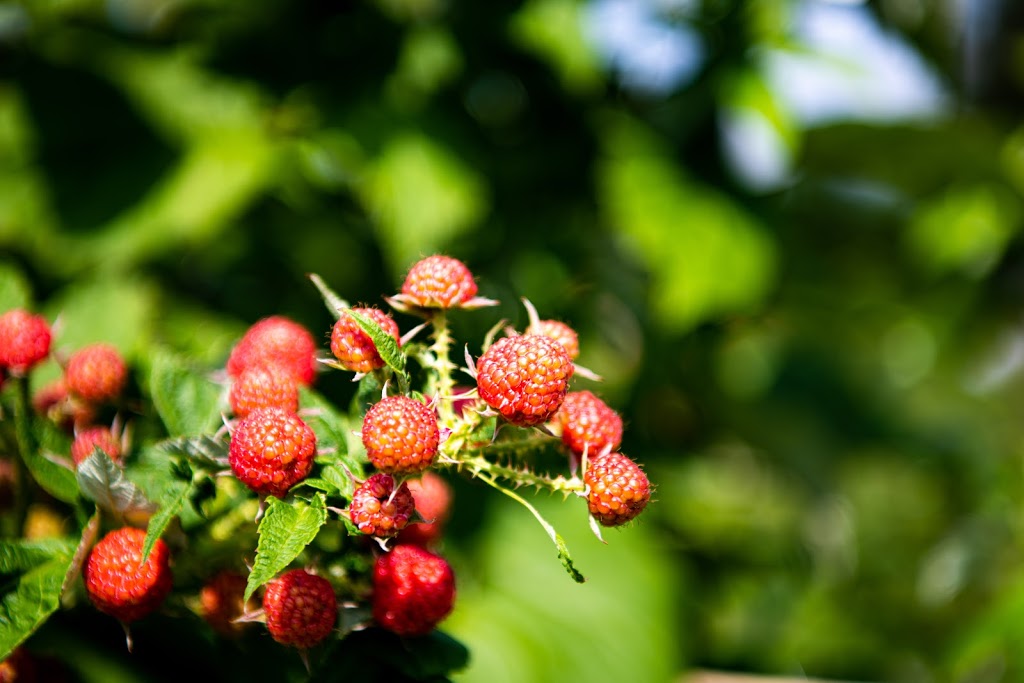 Marcys Berries | 1727 Valens Rd, Puslinch, ON N0B 2J0, Canada | Phone: (519) 623-0219