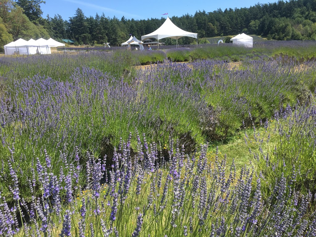 Pelindaba Lavender Farm | 45 Hawthorne Ln, Friday Harbor, WA 98250, USA | Phone: (360) 378-4248