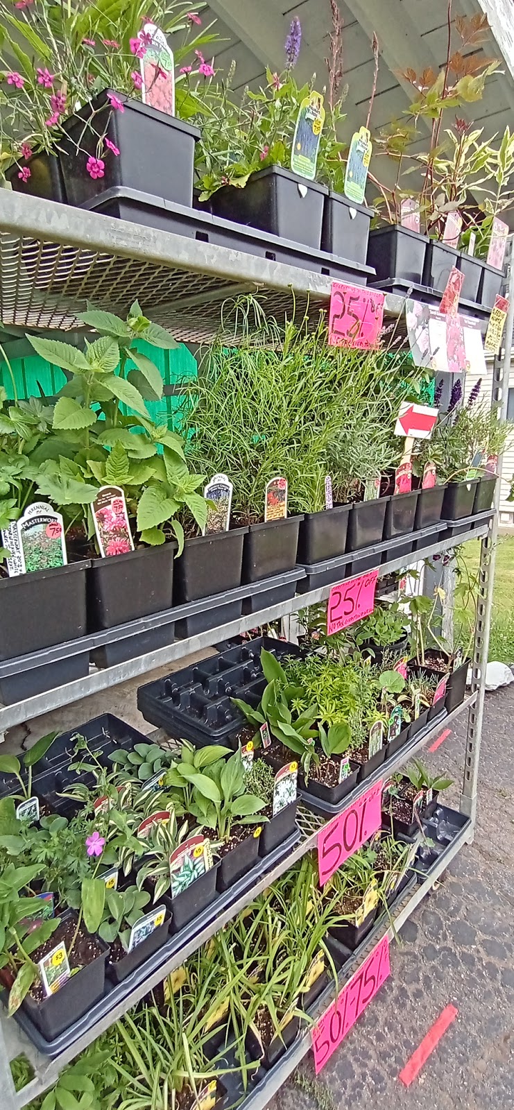 Cowan Street Perennial Plants, etc | 2160 Cowan St, Westville, NS B0K 2A0, Canada | Phone: (902) 301-6947