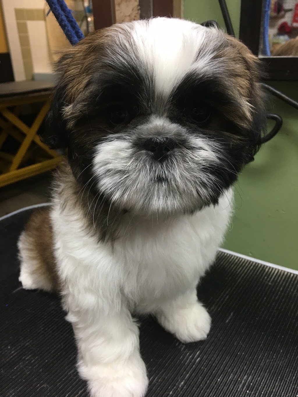 Halos Shih Tzu n Furry Angels Grooming | 1051 Feeners Corner Rd, Upper Northfield, NS B4V 5A6, Canada | Phone: (902) 543-7159