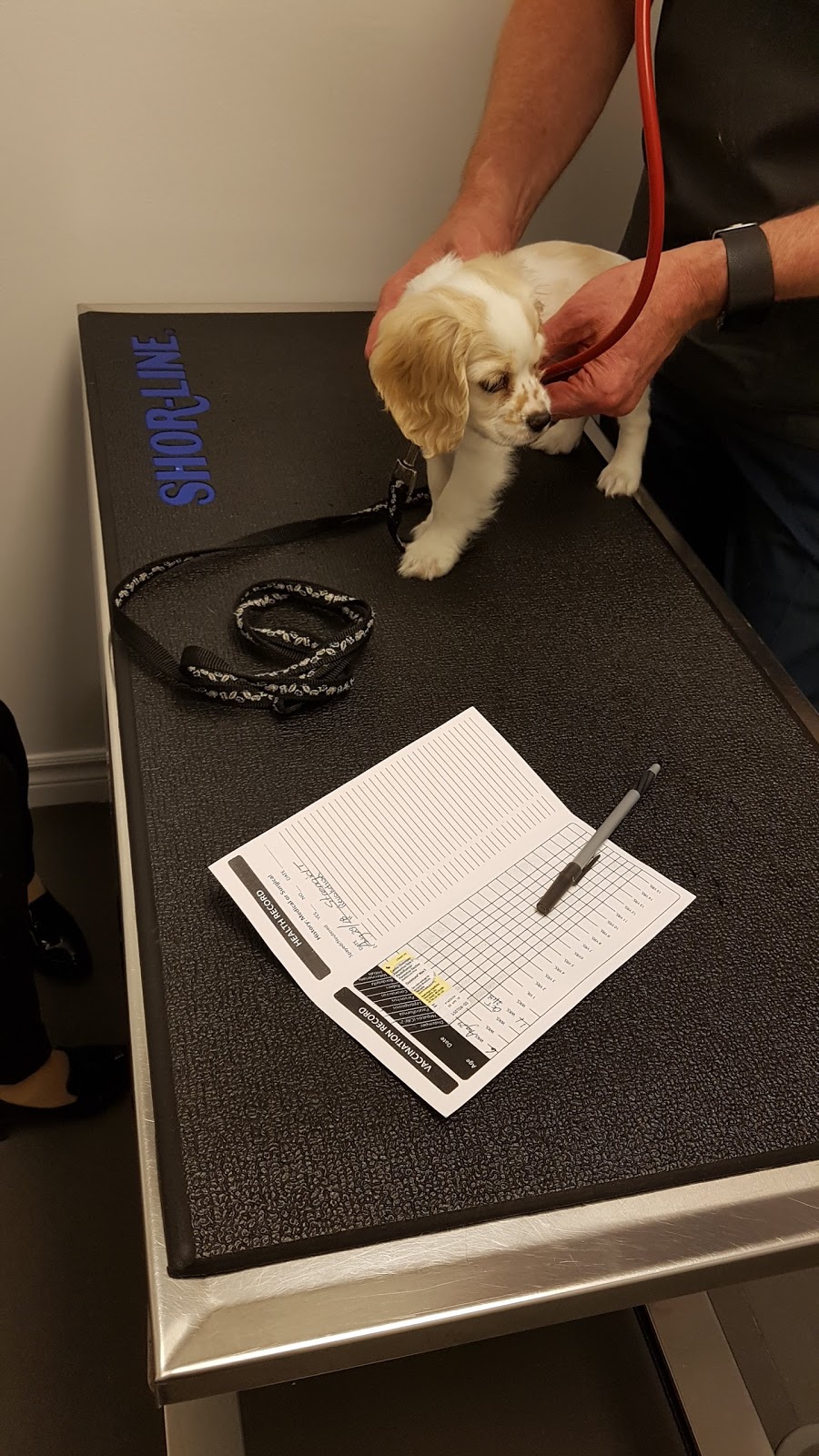Mississauga Animal Hospital | 365 Dundas St E, Mississauga, ON L5A 1X3, Canada | Phone: (905) 270-4784