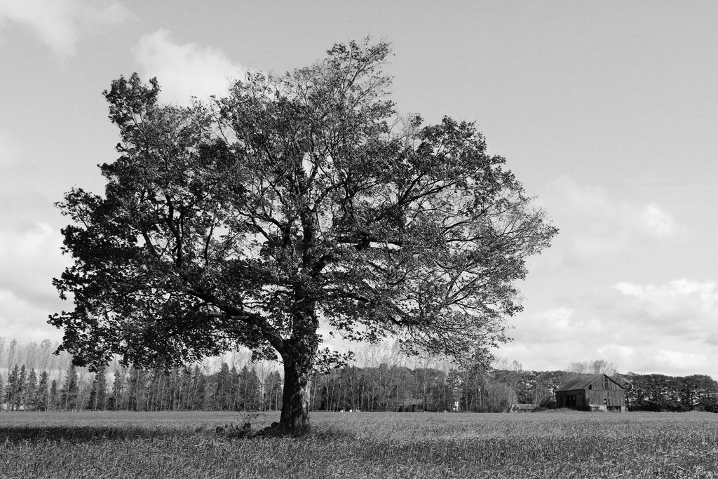 AdjustYourFocusPhotography | Gibbon Dr, Barrie, ON L4N 6K8, Canada | Phone: (705) 440-3383
