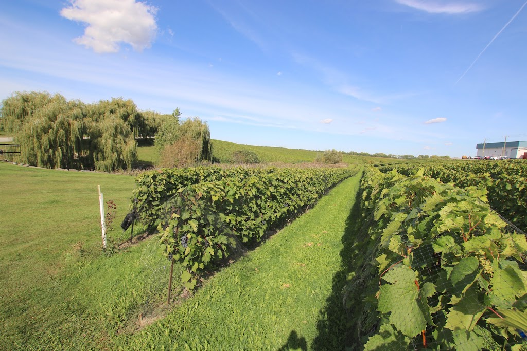 Vignoble Château Fontaine | 4900 Rue Martineau, Saint-Hyacinthe, QC J2S 7B8, Canada | Phone: (450) 799-4454