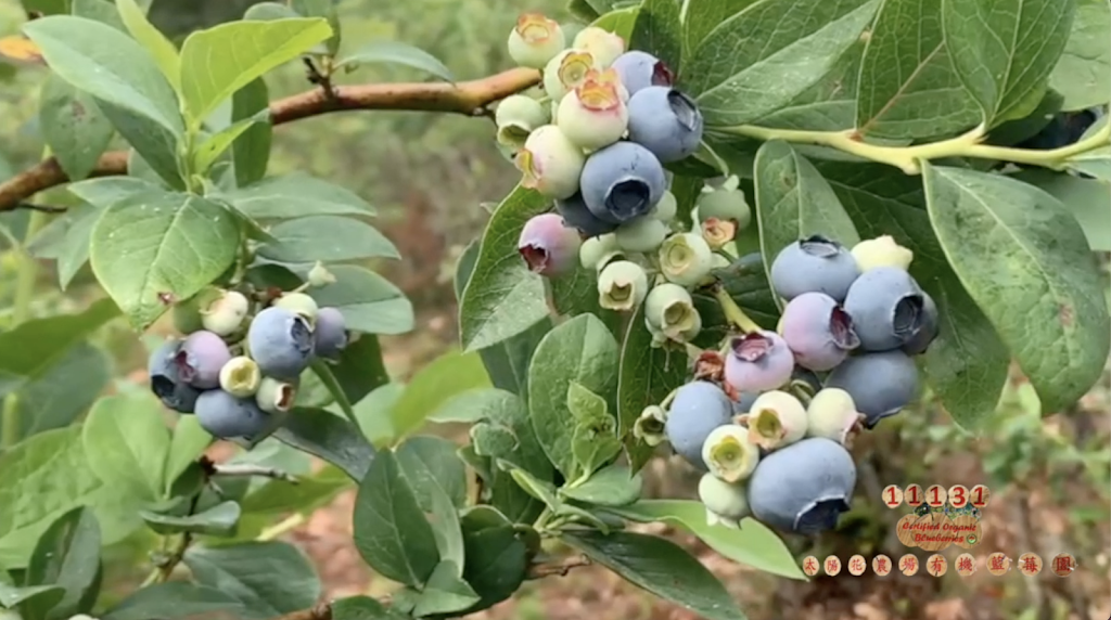 Sunflower Organic Blueberry Farm | 11131 Blundell Rd, Richmond, BC V6Y 1L4, Canada | Phone: (778) 996-4832
