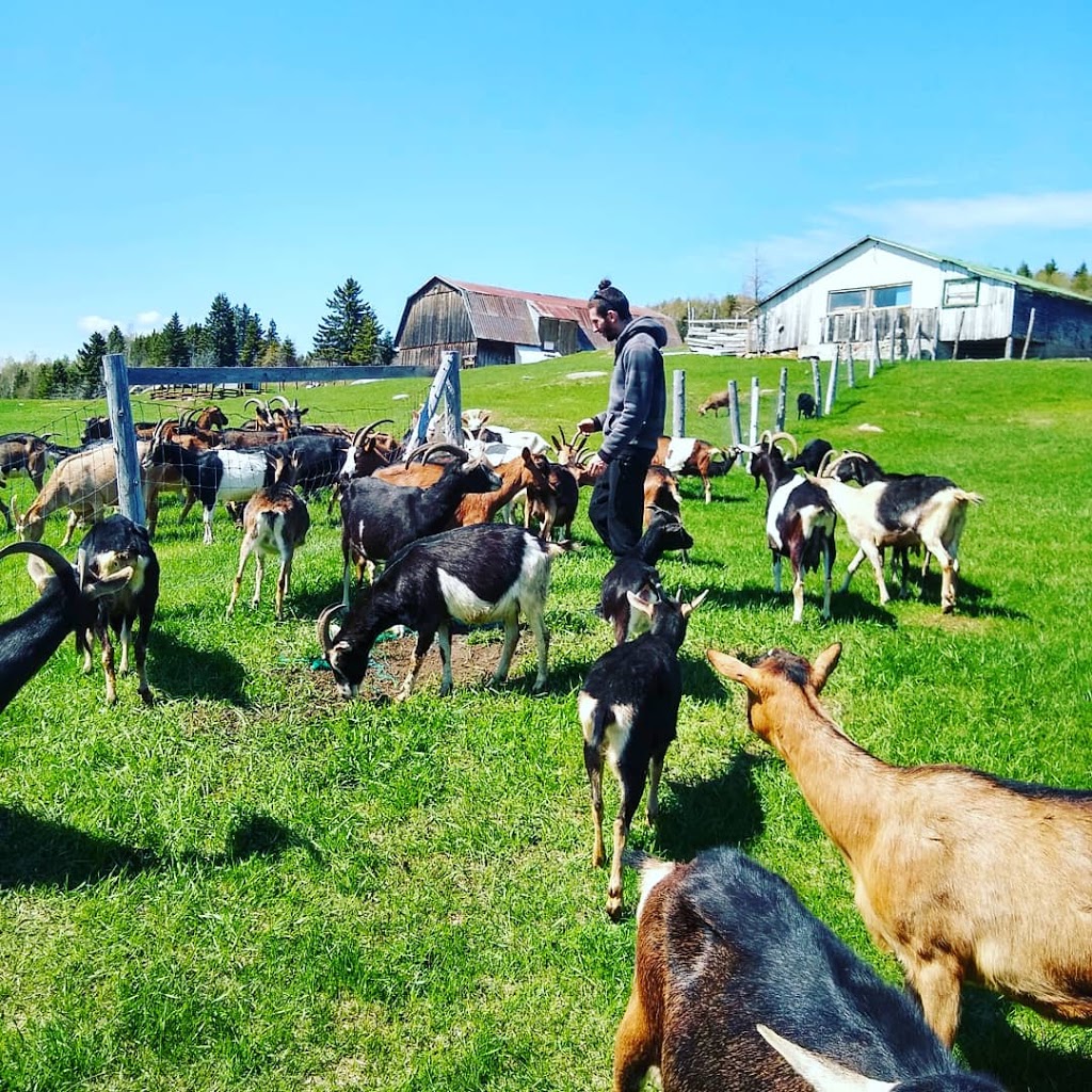 Chèvrerie charlevoix | 131 Rang Saint Jean Baptiste, La Malbaie, QC G5A 2E4, Canada | Phone: (418) 665-1655