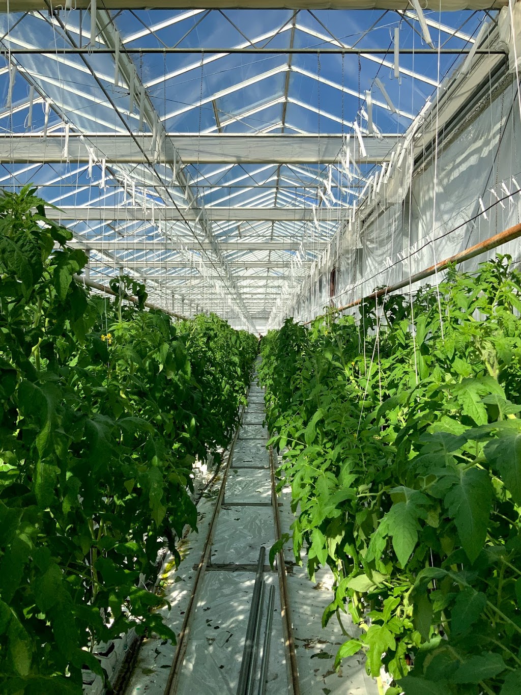 Canada Champion Farms Ltd. | 8871 Sidaway Rd, Richmond, BC V6W 1G7, Canada | Phone: (604) 270-1297
