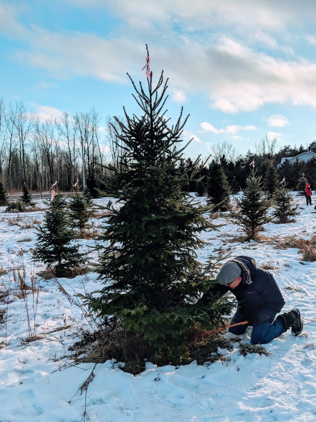 Lairds Tree Farm | 2618 Manotick Station Rd, Osgoode, ON K0A 2W0, Canada | Phone: (613) 821-2195