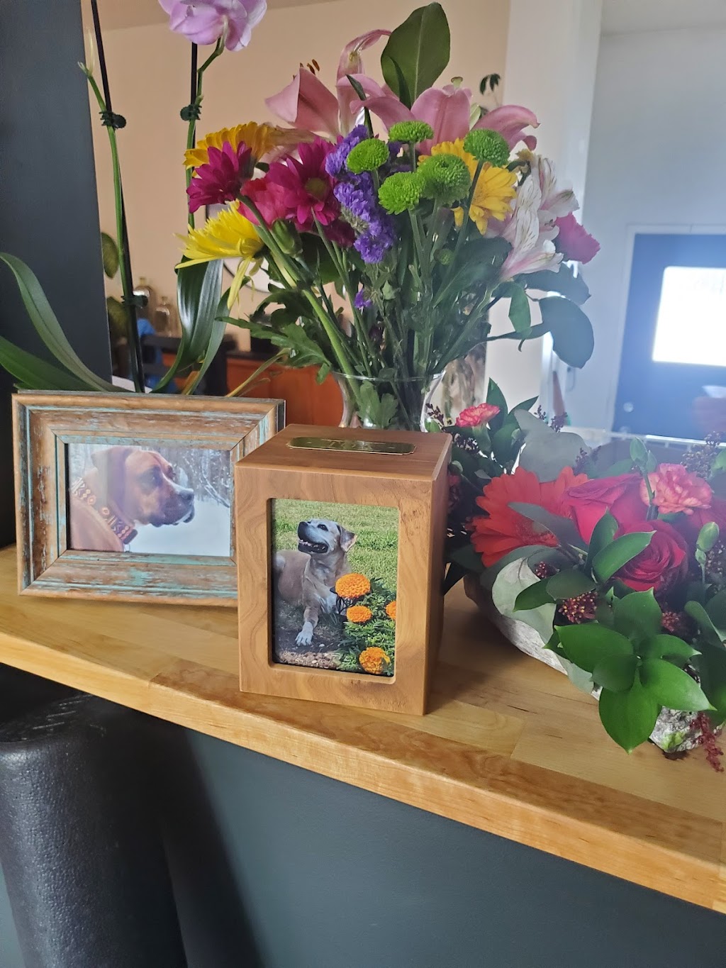 Furever Friends Veterinary Services Inc. | 55 Salisbury Way #350, Sherwood Park, AB T8B 0A9, Canada | Phone: (780) 721-8387