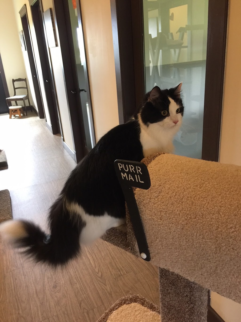 Alley Cats Country Inn | 19822 McNeil Rd, Pitt Meadows, BC V3Y 2T9, Canada | Phone: (604) 457-2287
