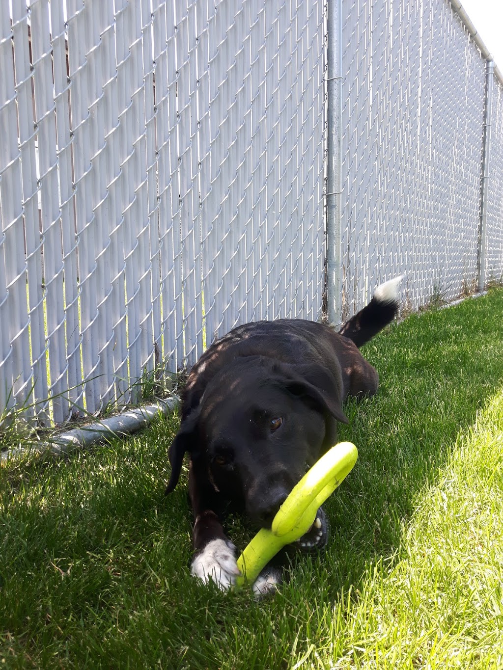 Green Acres Pet Care Centre | 2266 McDermott Rd, Abbotsford, BC V3G 2J7, Canada | Phone: (604) 504-7796