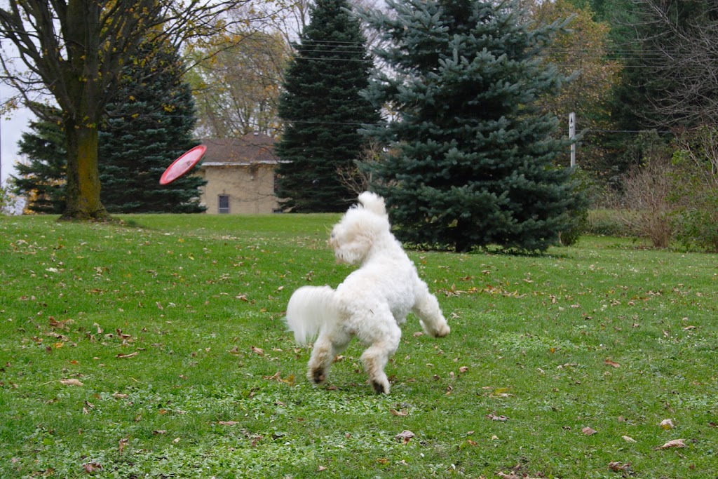 Bluevale Meadows Australian Labradoodles | 41472 Harriston Rd, Wingham, ON N0G 2W0, Canada | Phone: (519) 335-3006